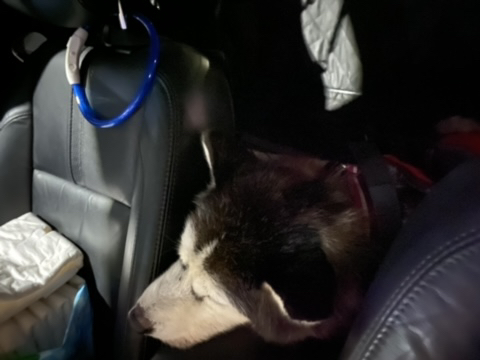 보행장애-대형견과의-마지막-1년-63-이미지