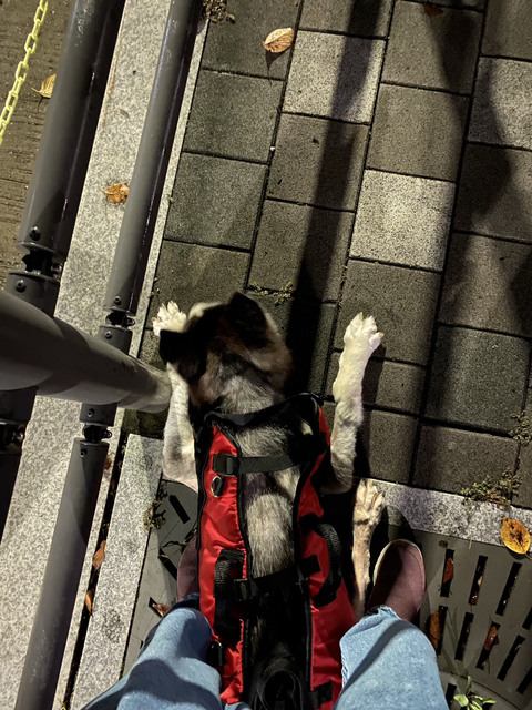 보행장애-대형견과의-마지막-1년-54-이미지