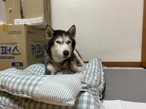 보행장애-대형견과의-마지막-1년-69-이미지