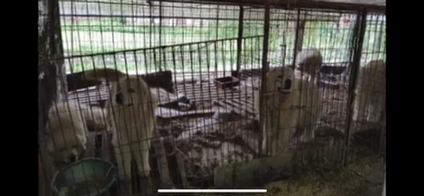 보행장애-대형견과의-마지막-1년-14-이미지