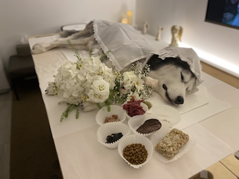 보행장애-대형견과의-마지막-1년-96-이미지