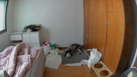 보행장애-대형견과의-마지막-1년-56-이미지