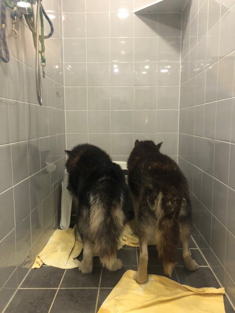 보행장애-대형견과의-마지막-1년-5-이미지