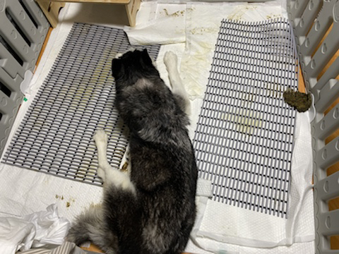 보행장애-대형견과의-마지막-1년-88-이미지