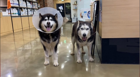 보행장애-대형견과의-마지막-1년-8-이미지