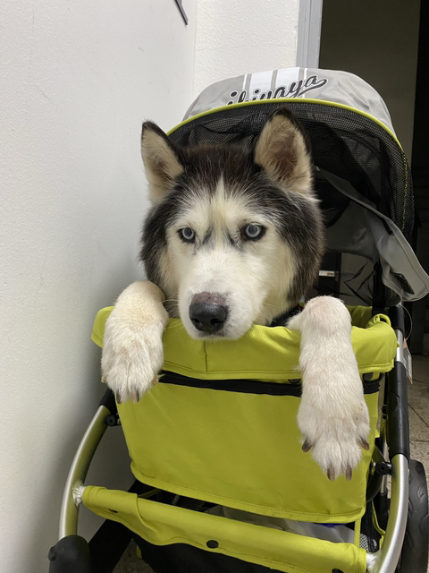 보행장애-대형견과의-마지막-1년-72-이미지