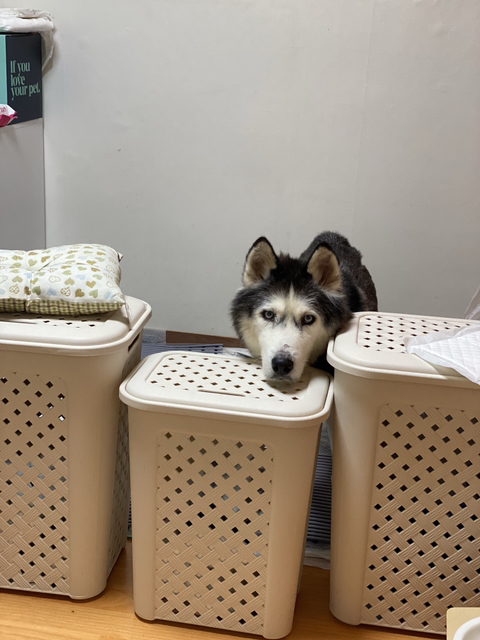 보행장애-대형견과의-마지막-1년-77-이미지