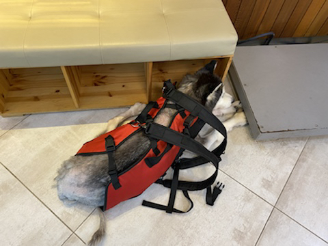 보행장애-대형견과의-마지막-1년-44-이미지