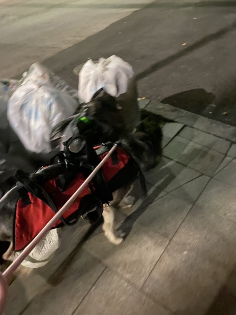 보행장애-대형견과의-마지막-1년-70-이미지