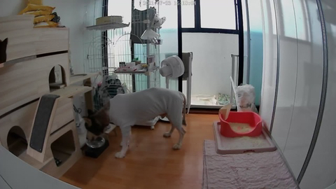 보행장애-대형견과의-마지막-1년-22-이미지