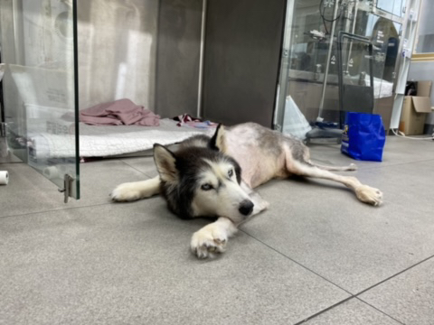 보행장애-대형견과의-마지막-1년-49-이미지