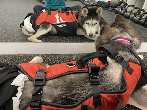 보행장애-대형견과의-마지막-1년-65-이미지