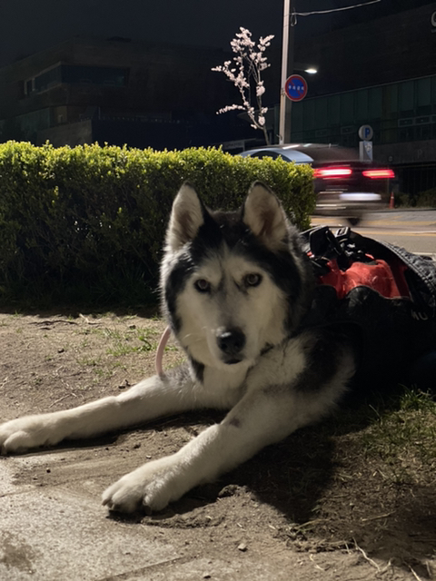 보행장애-대형견과의-마지막-1년-84-이미지