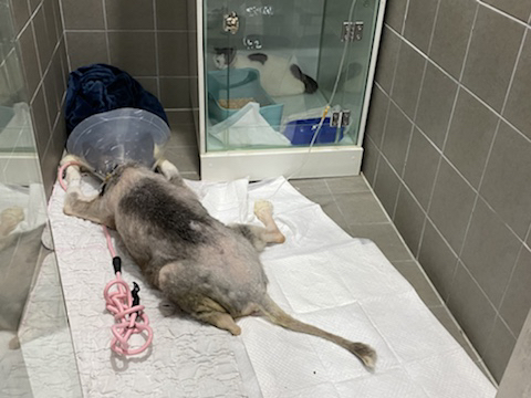 보행장애-대형견과의-마지막-1년-38-이미지