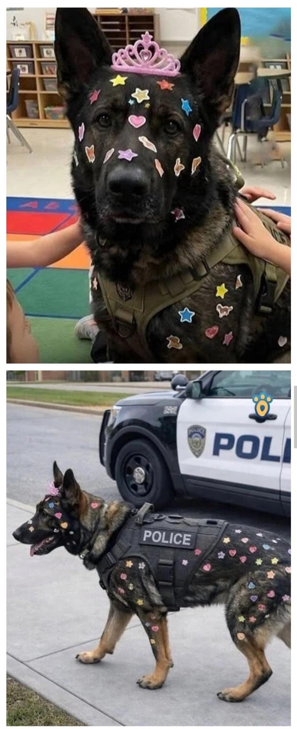 유치원에-갔다가-변신한-경찰견-1-이미지