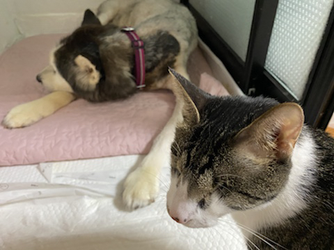 보행장애-대형견과의-마지막-1년-26-이미지