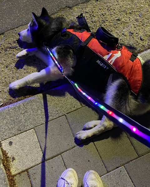 보행장애-대형견과의-마지막-1년-86-이미지