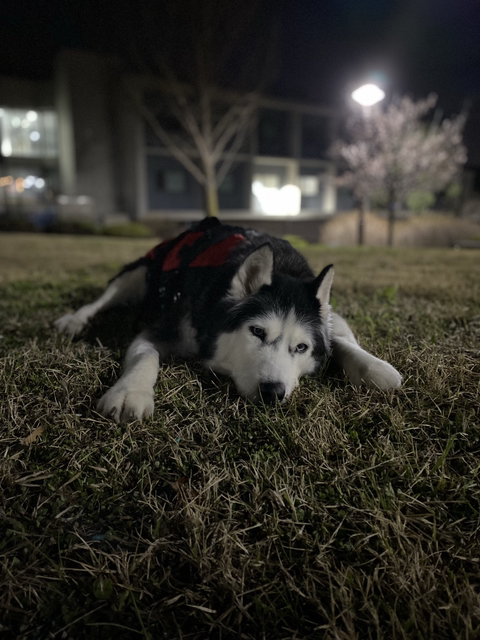 보행장애-대형견과의-마지막-1년-82-이미지