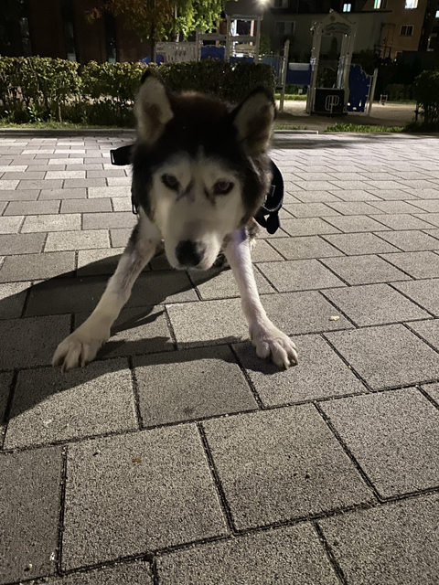 보행장애-대형견과의-마지막-1년-62-이미지