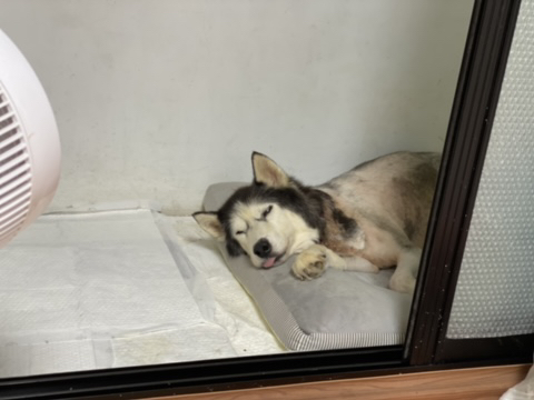 보행장애-대형견과의-마지막-1년-29-이미지