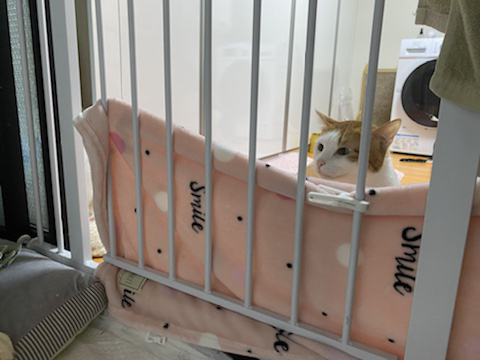 보행장애-대형견과의-마지막-1년-21-이미지