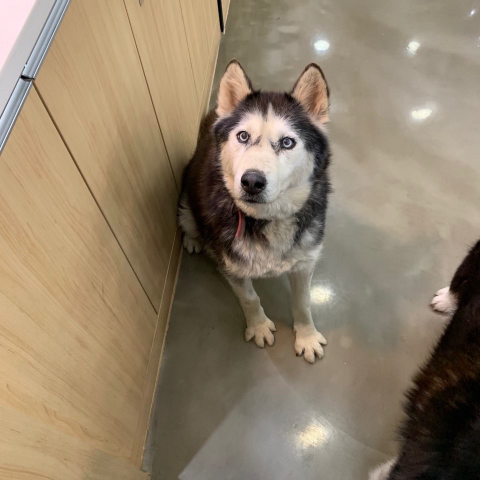 보행장애-대형견과의-마지막-1년-6-이미지