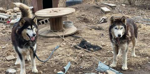 보행장애-대형견과의-마지막-1년-2-이미지