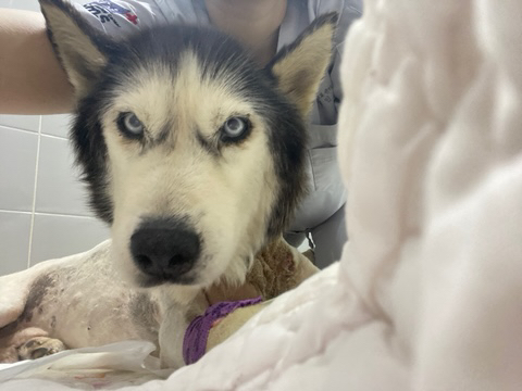 보행장애-대형견과의-마지막-1년-18-이미지