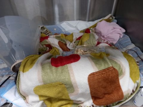 보행장애-대형견과의-마지막-1년-47-이미지