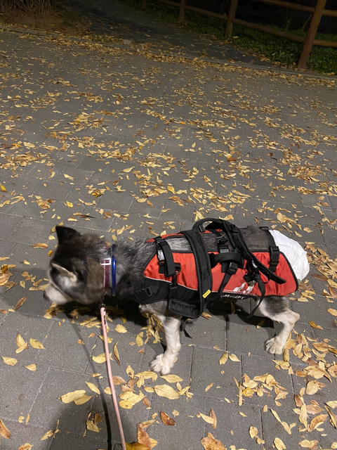 보행장애-대형견과의-마지막-1년-71-이미지