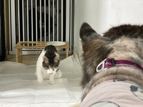 보행장애-대형견과의-마지막-1년-25-이미지