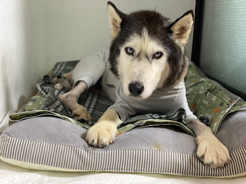 보행장애-대형견과의-마지막-1년-19-이미지