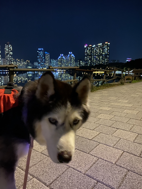 보행장애-대형견과의-마지막-1년-67-이미지