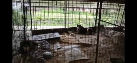 보행장애-대형견과의-마지막-1년-10-이미지