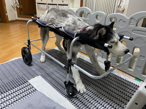 보행장애-대형견과의-마지막-1년-94-이미지