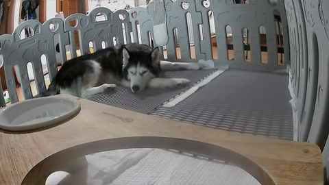 보행장애-대형견과의-마지막-1년-85-이미지