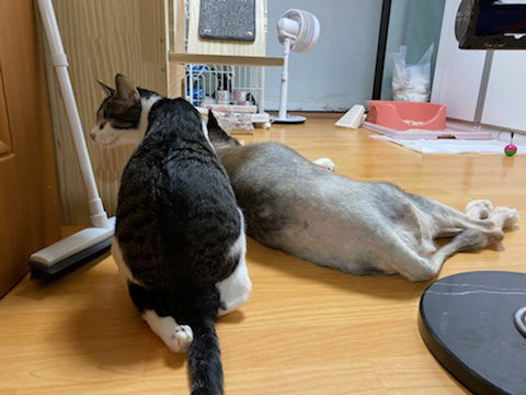 보행장애-대형견과의-마지막-1년-35-이미지