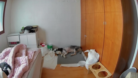 보행장애-대형견과의-마지막-1년-55-이미지