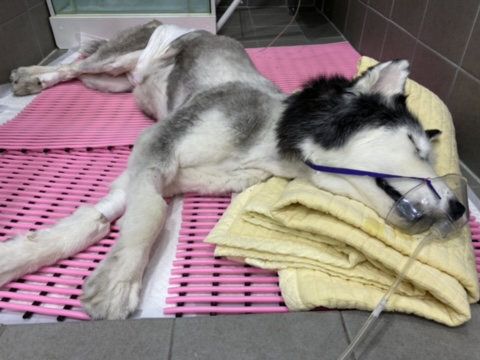 보행장애-대형견과의-마지막-1년-92-이미지