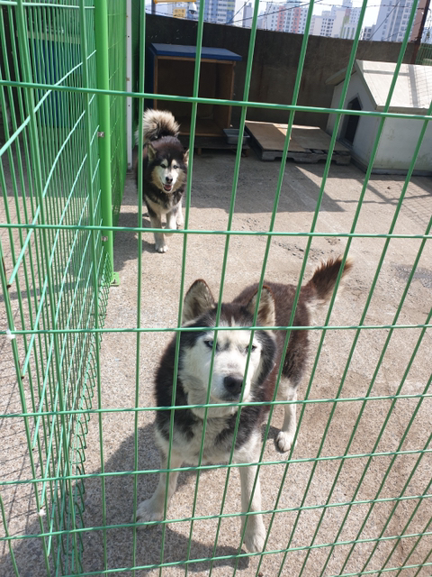 보행장애-대형견과의-마지막-1년-9-이미지