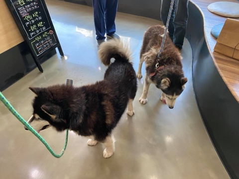 보행장애-대형견과의-마지막-1년-3-이미지