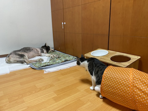 보행장애-대형견과의-마지막-1년-50-이미지