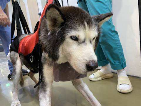 보행장애-대형견과의-마지막-1년-59-이미지