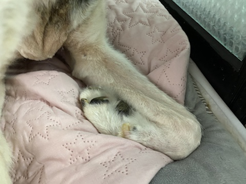 보행장애-대형견과의-마지막-1년-32-이미지