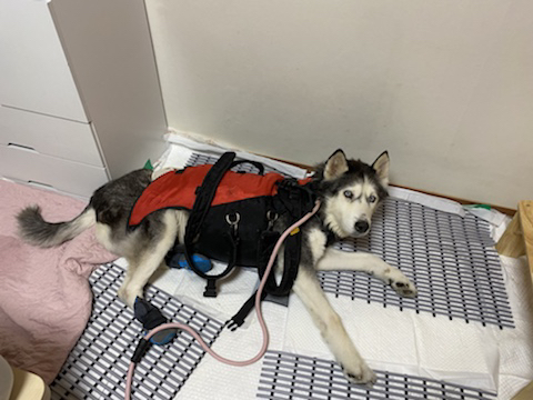 보행장애-대형견과의-마지막-1년-80-이미지