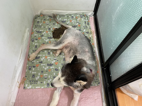 보행장애-대형견과의-마지막-1년-37-이미지