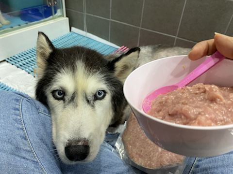 보행장애-대형견과의-마지막-1년-40-이미지