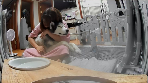 보행장애-대형견과의-마지막-1년-95-이미지