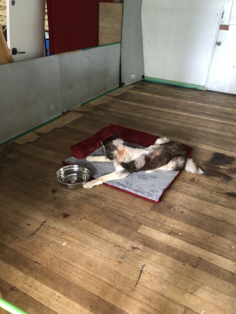 보행장애-대형견과의-마지막-1년-16-이미지