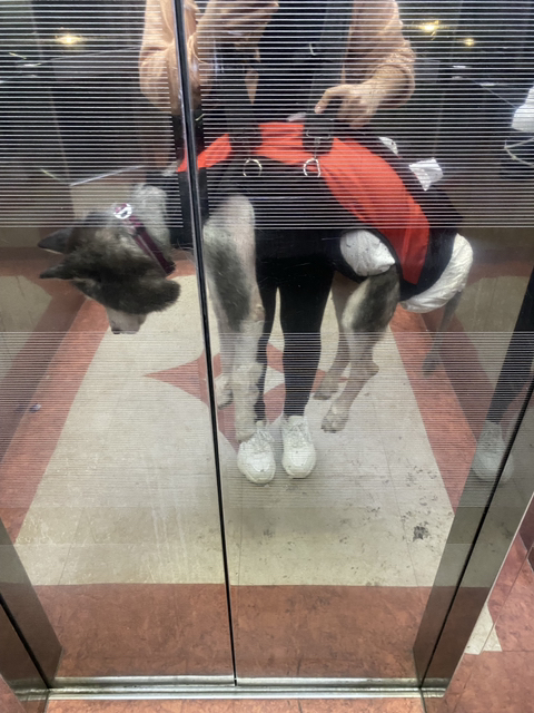 보행장애-대형견과의-마지막-1년-64-이미지